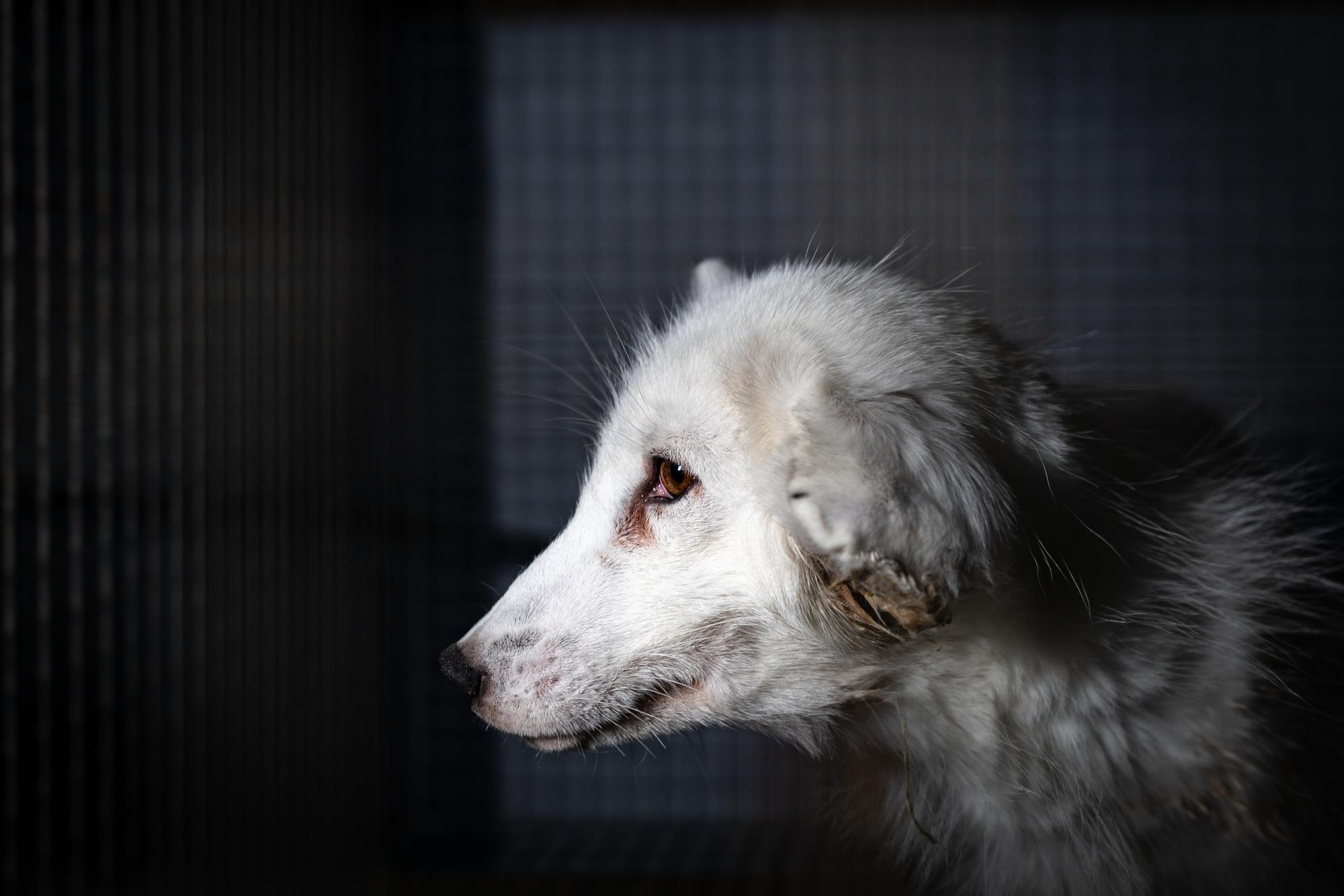 Investigación granjas peleteras. Zorro blanco herido